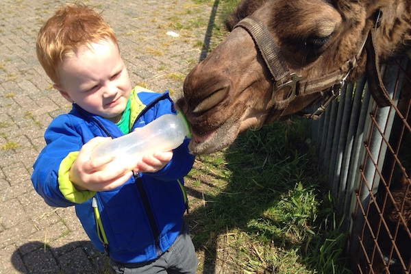 Kindje mag kameel melk geven