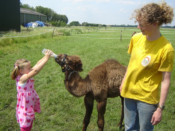 Baby kameel de fles geven