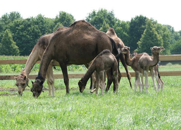 Kamelen met jong in de wei