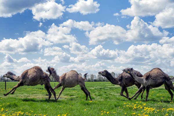 Rennende kamelen