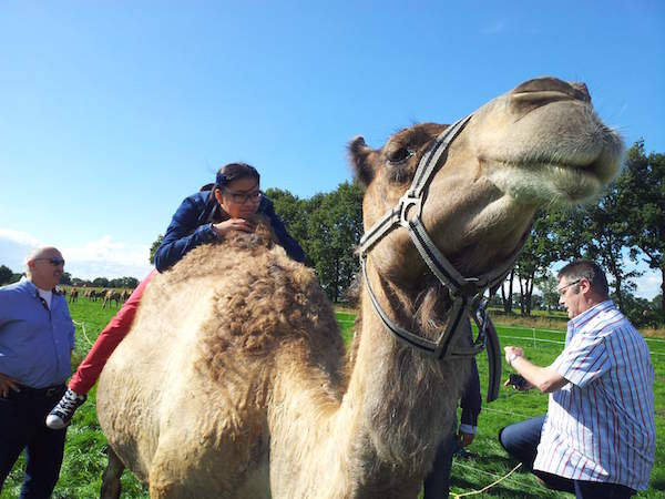 Kamelensafari's bij de kamelenmelkerij