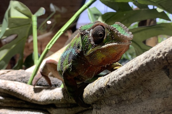 Reptielenhuis De Aarde: Kameleon