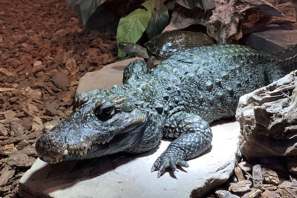 Reptielenhuis De Aarde: Krokodilachtigen