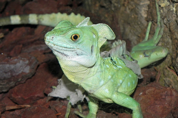 Reptielenhuis de aarde kinderfeestje