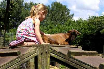 Stadsboerderij de Vosheuvel: Geiten aaien