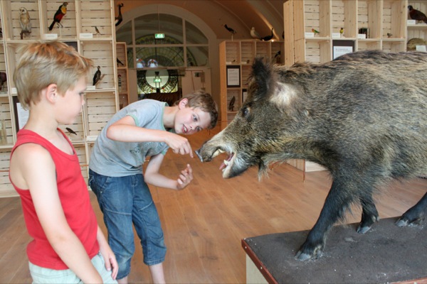 Natuurmuseum Nijmegen: Kids bekijken van dichtbij de opgezette zwijn