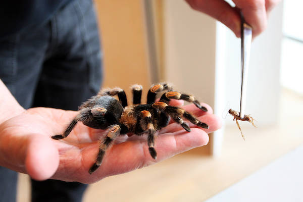Natuurmuseum Nijmegen: Spin Isabelle krijgt een krekel