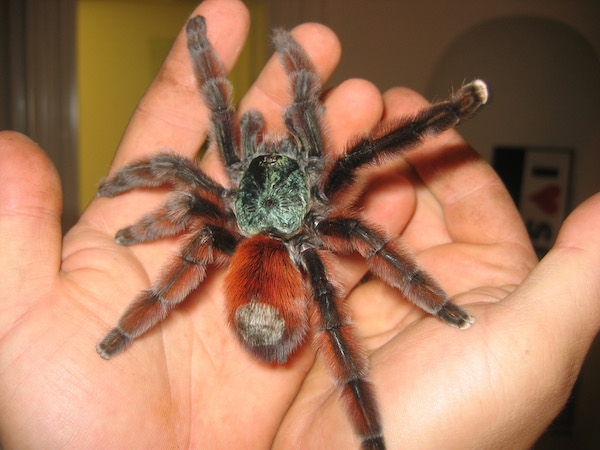 Natuurmuseum Nijmegen: De Avicularia Versicolor in de spannende spinnen tentoonstelling