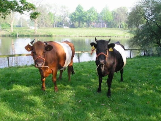 Kinderboerderij de Kiboe-hoeve in Zwijndrecht