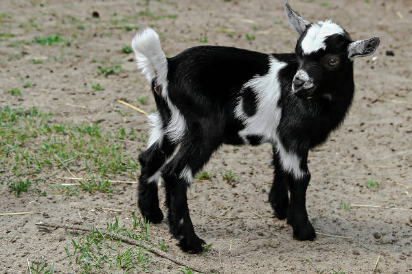 Geitje staat in de wei bij de kinderboerderij