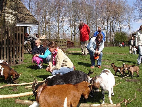 Geitjes aaien op de geitenweide