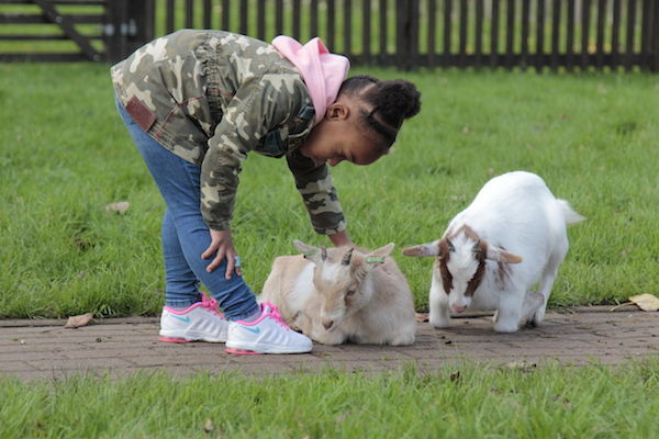 Geitjes aaien