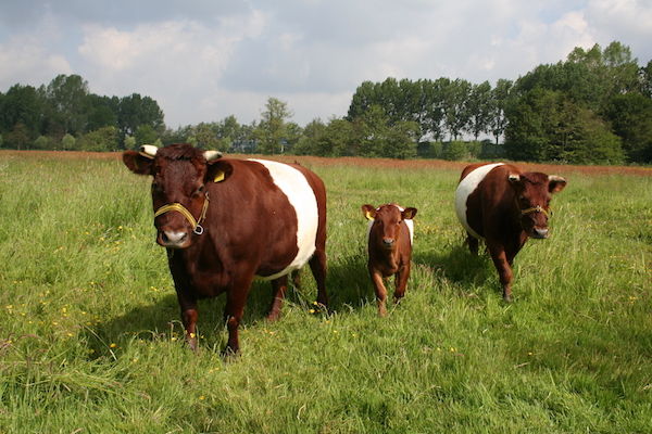 Koeien grazen lekker in de wei