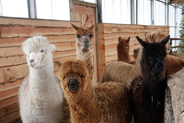 Lama en Alpaca