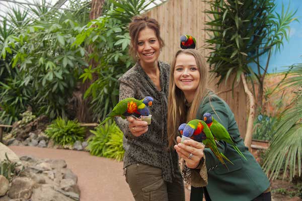 Haal bij de ingang van de volière een cupje gevuld met het lievelingsvoer van de Lori’s