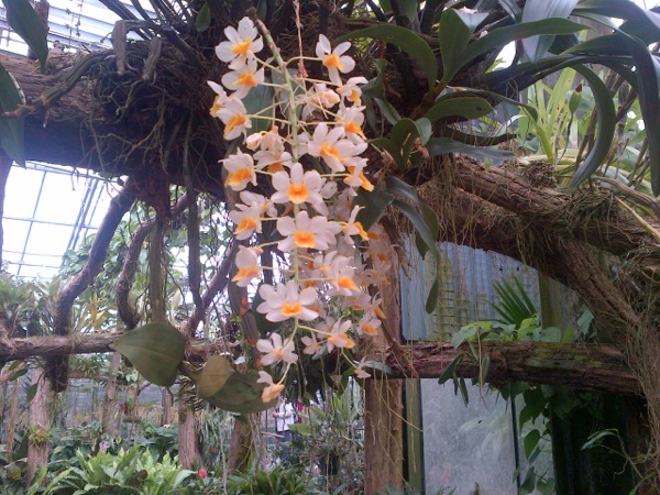 Hangende Orchideeën