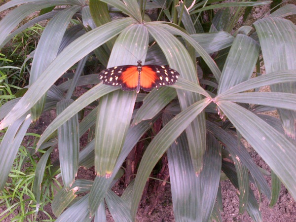 Oranje vlinder rust op blad