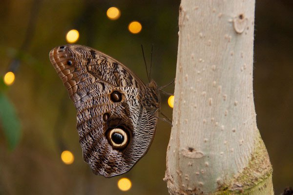 Vlinder in de verlichte tuinen