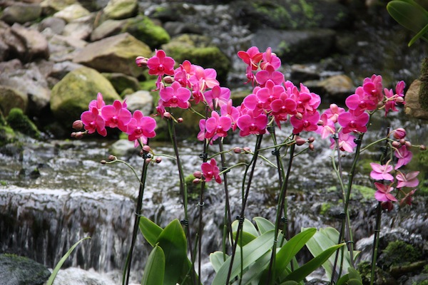 Orchideeën bij de waterval