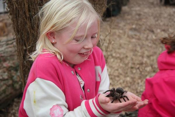 Durf jij een spin vast te houden bij de Orchideeënhoeve