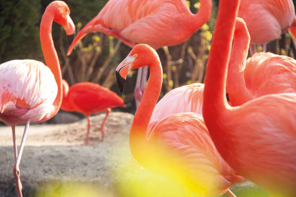 Spot allerlei tropische dieren, zoals flamingo's