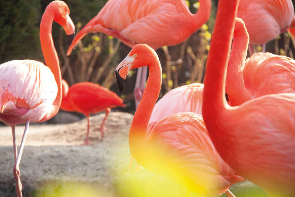 Meerdere flamingo's bij elkaar