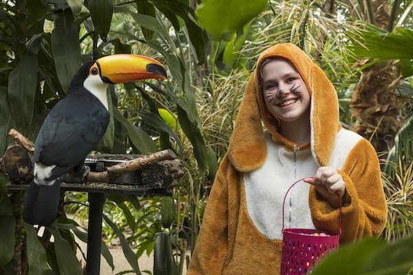 Vier pasen in Pantropica