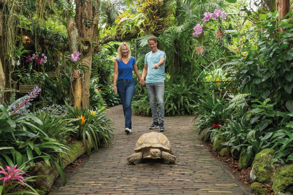 Pantropica (voorheen Orchideeën Hoeve): Wijzen naar de schildpad