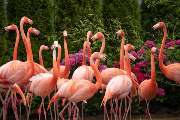 Flamingos