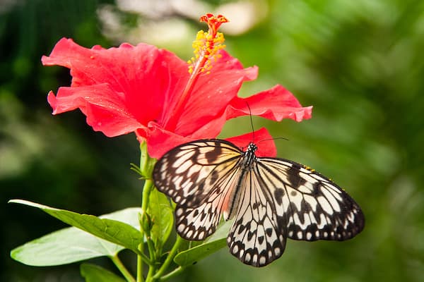 Geniet van alle mooie dieren en planten om je heen