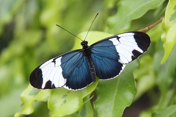 Zwarte vlinder