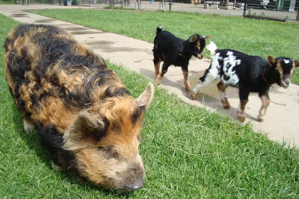 Maak kennis met veel verschillende dieren