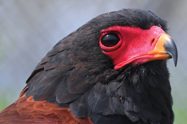 Bateleur