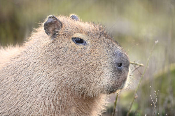Dierenpark Zie Zoo: Capibara