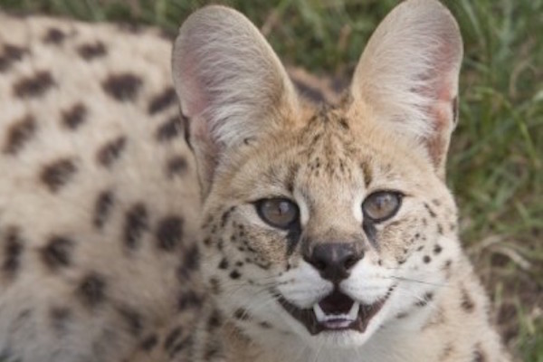 Voorkom dat je nog meer korting voor Dierenpark Zie Zoo mist