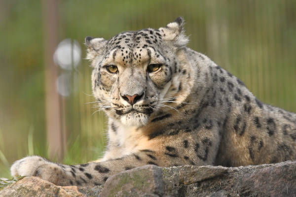 De Sneeuwpanter ligt in het dierenpark