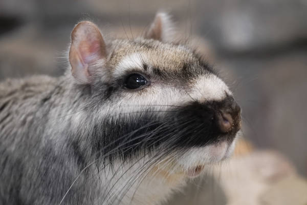 Viscacha bij Dierenpark Zie Zoo