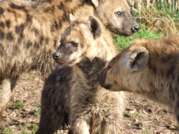 De gevlekte Hyena's