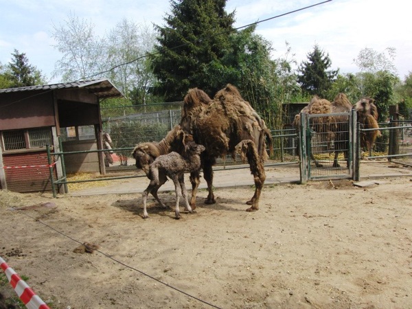 Dierenpark Zie Zoo: Kameel mama met pasgeboren jong
