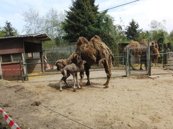 Kameel mama met pasgeboren jong