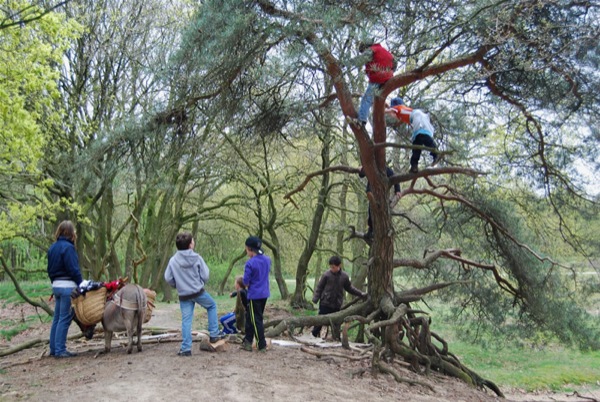 Ezelgasterij aan de Maashegge: Klim in bomen