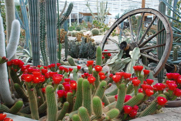 Cactusoase in bloei