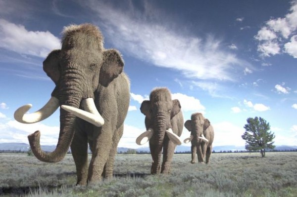 Amsterdam Expo: Giants of the Ice Age