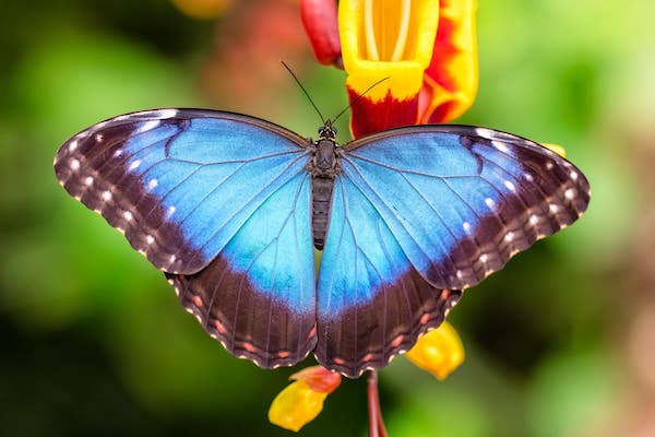 Blauwe Morpho vlinder
