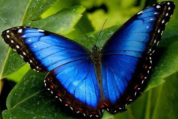 Blauwe Morpho