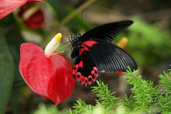 Papilio Rumanzovia