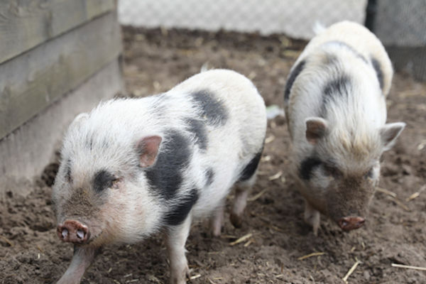 Varkentjes bij de kinderboerderij