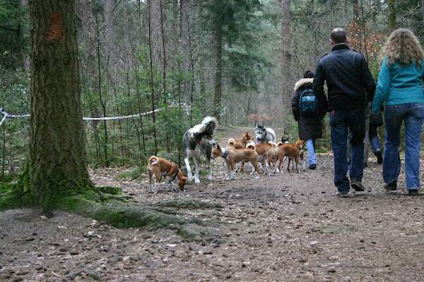 Heerlijk wandelen met de honden