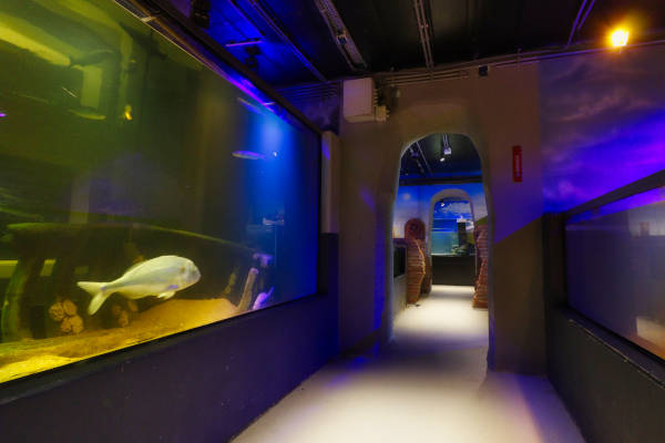 Vissen bekijken in het aquarium