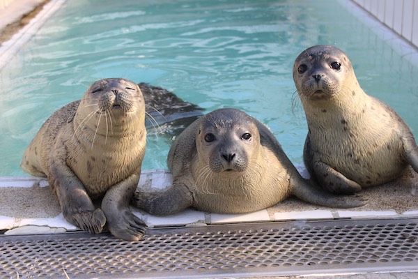 Leer van alles over zeehonden en spot ze ook nog eens in het echt